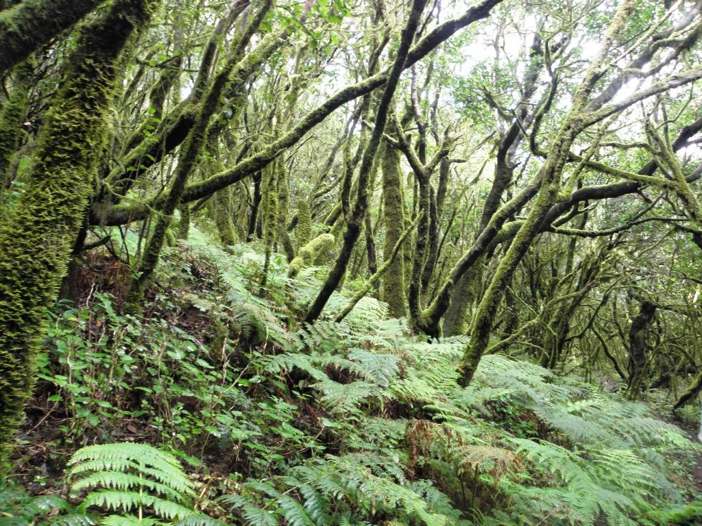 La Gomera - Garajonay Nationapark - 2010